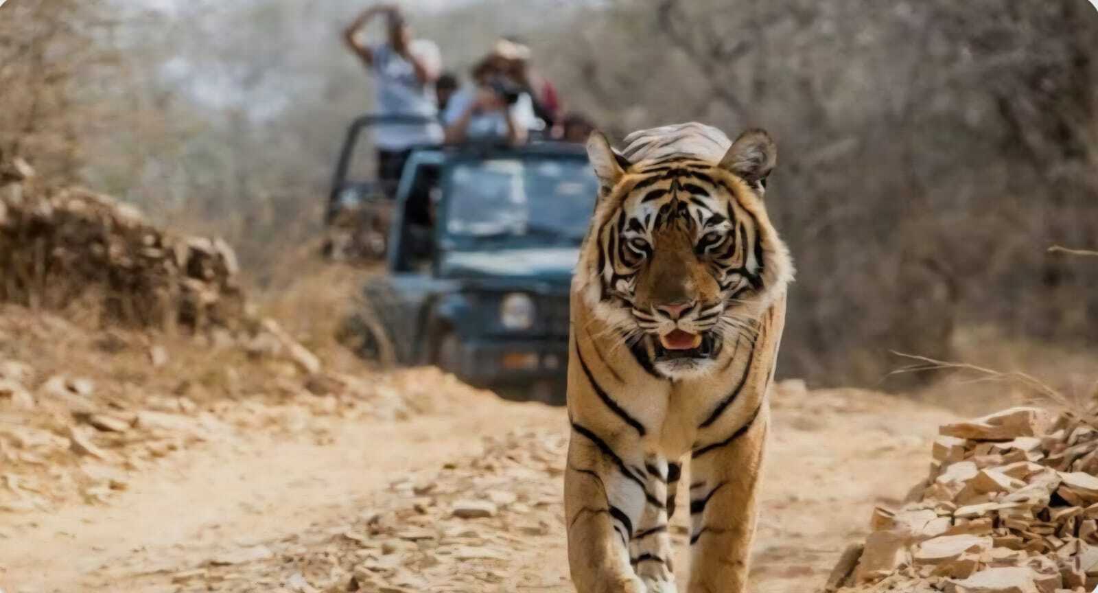 Ranthambore package